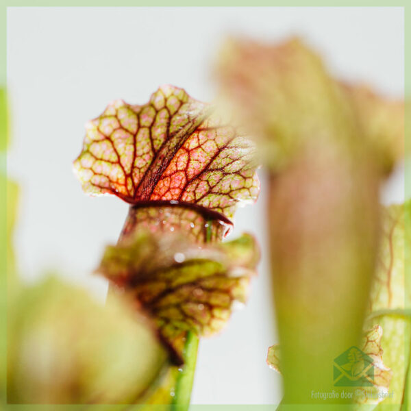 Sarracenia - sarracénie trompette - achat plante carnivore