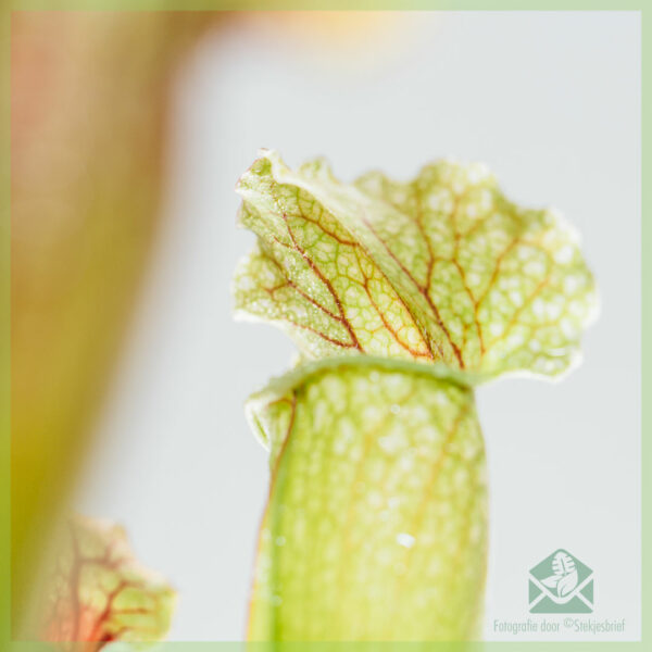 Sarracenia - trompetbekerplant - vleesetende plant kopen