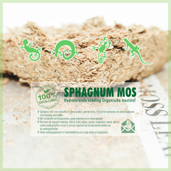 Acquista Sphagnum spagnum muschio per terrari rettili anfibi