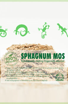 Mésér Sphagnum spagnum lukut pikeun terrariums réptil amfibi