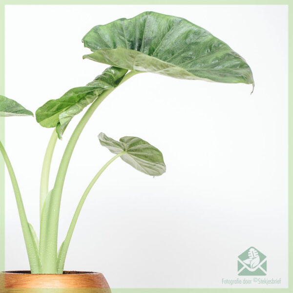 Køb og pleje af Alocasia Macrorrhiza