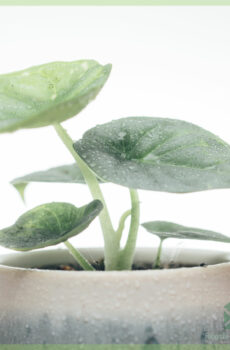 Buy Alocasia Argentea Draconis mini plant