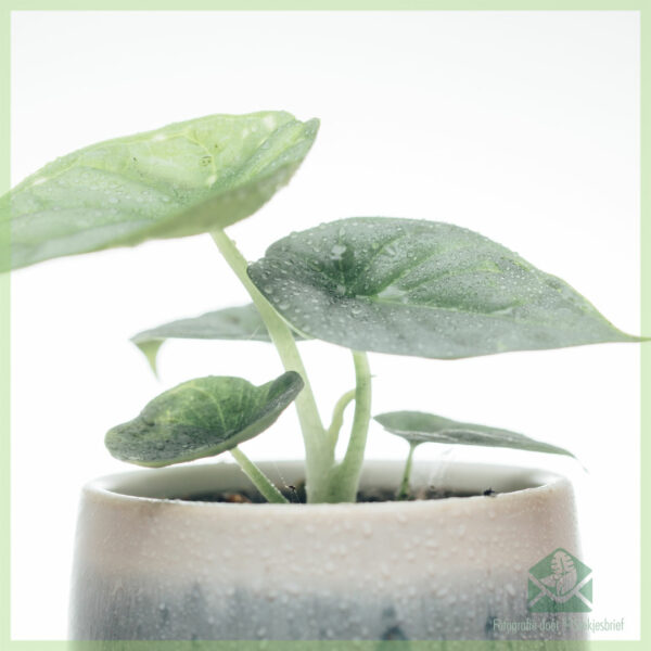 Buy Alocasia Argentea Draconis mini plant