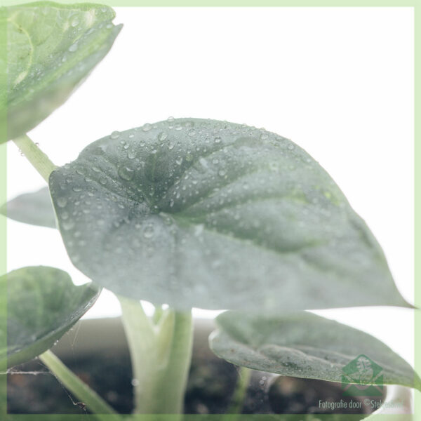 Buy Alocasia Argentea Draconis mini plant