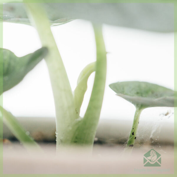 Alocasia Silver Dragon mini plant kopen
