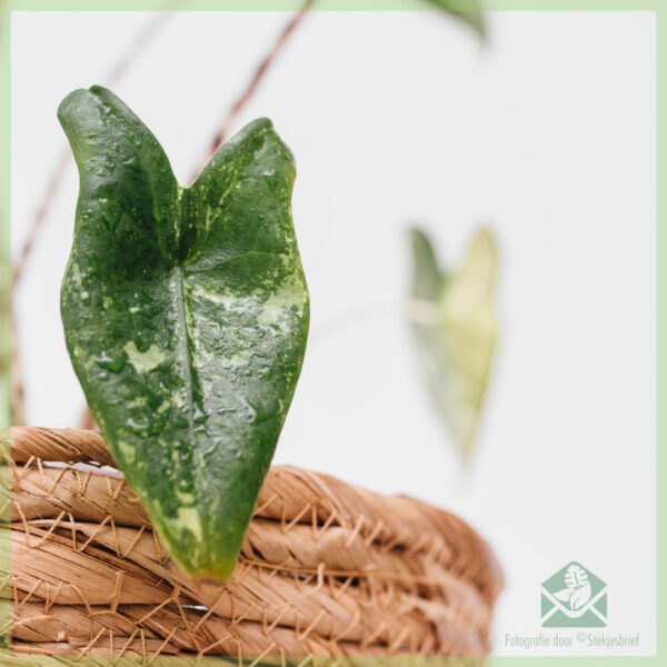 Alocasia Zebrina olifantsoor variegata kopen