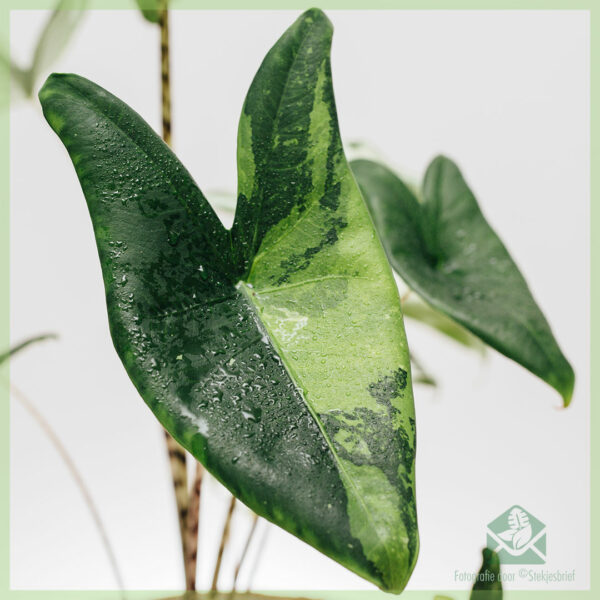 Nopirkt Alocasia Zebrina ziloņu auss variegata