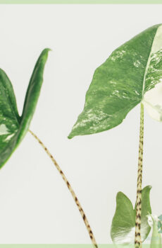 Acheter Alocasia Zebrina oreille d'éléphant variegata