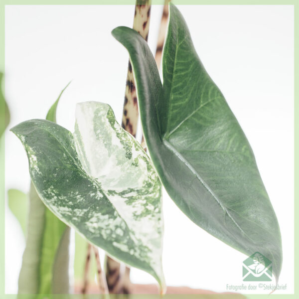 Alocasia Zebrina elephant guh variegata bikirin