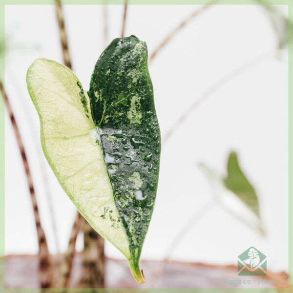 Pirkite Alocasia Zebrina dramblio ausis variegata