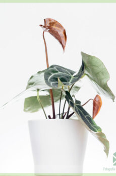 Anthurium Crystallinum kopen en verzorgen