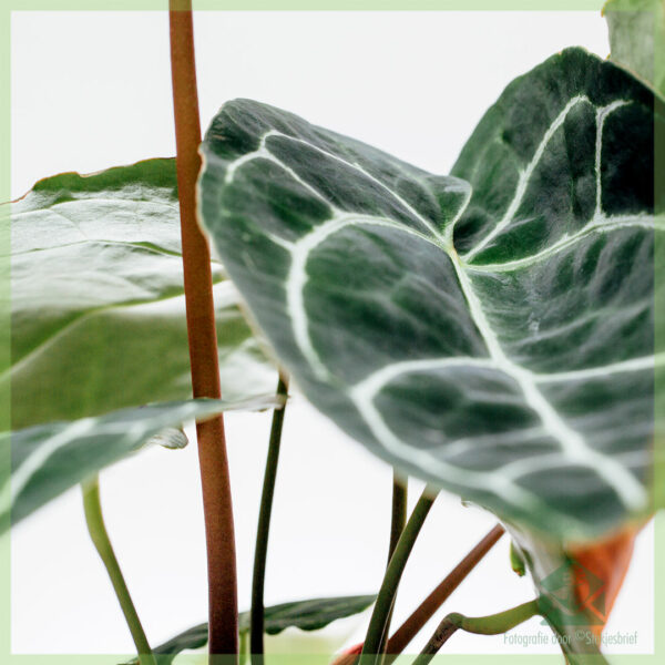 Anthurium Crystallinum kopen en verzorgen