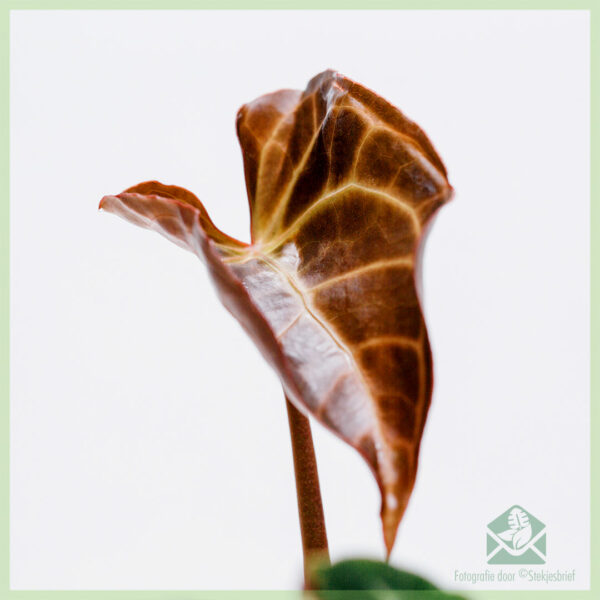 Anthurium Crystallinum සඳහා මිලදී ගැනීම සහ රැකබලා ගැනීම