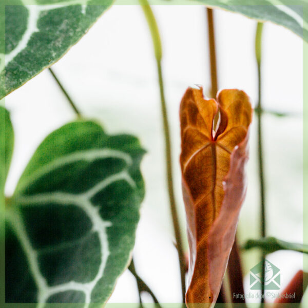 Keapje en soargje foar Anthurium Crystallinum