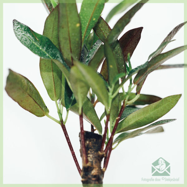 Aĉetu Croton Aucubaefolia (codiaeum) Malhela Beleco