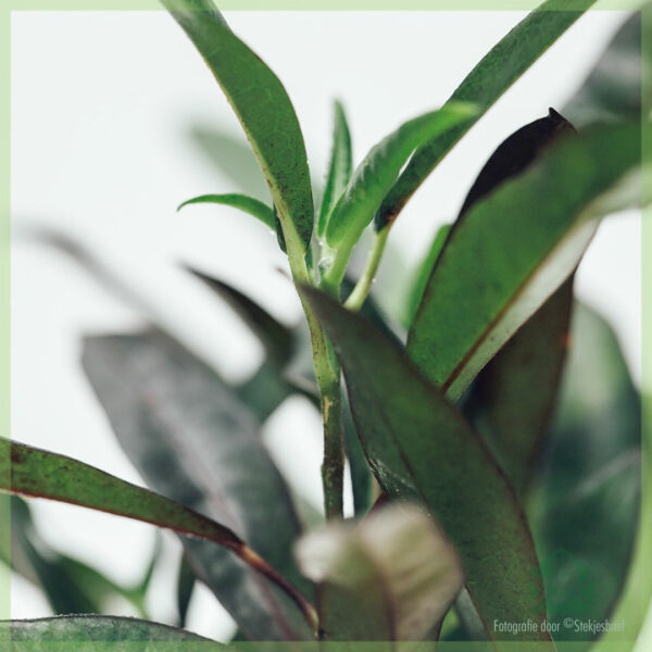 Acheter Croton Aucubaefolia (codiaeum) Dark Beauty