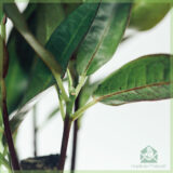 Croton Aucubaefolia (codiaeum) Dark Beauty kopen