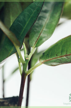 Acheter Croton Aucubaefolia (codiaeum) Dark Beauty