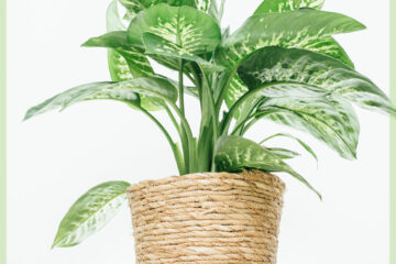 Buy and care for Dieffenbachia Tropic Snow
