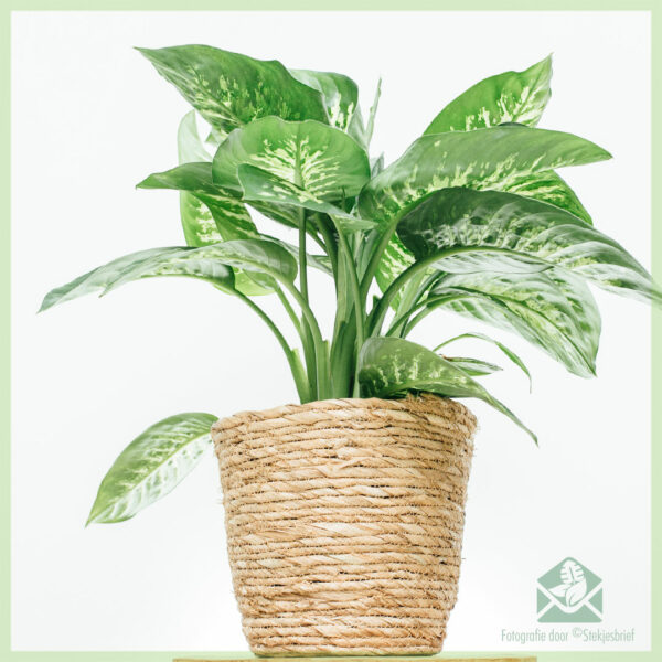 Aĉetu kaj zorgu pri Dieffenbachia Tropic Snow