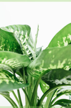 Acheter et entretenir Dieffenbachia Tropic Snow