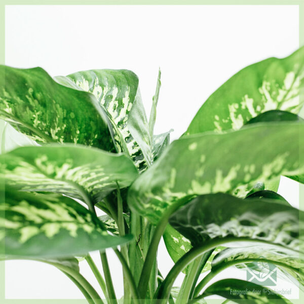 Koop en sorg vir Dieffenbachia Tropic Snow