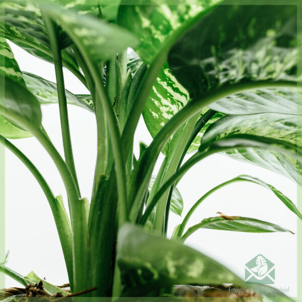 Dieffenbachia Tropic Snow خریدیں اور دیکھ بھال کریں۔