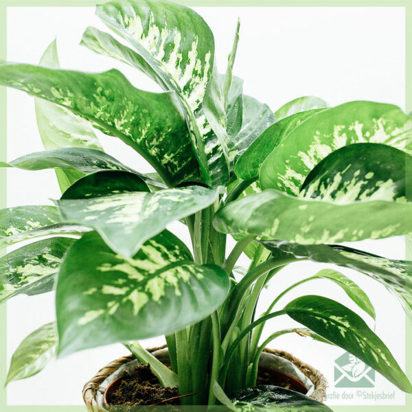 Dieffenbachia Tropic Snow kopen en verzorgen