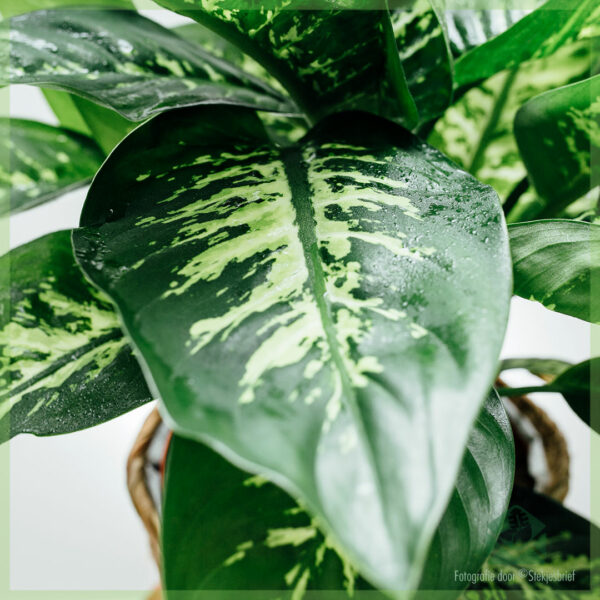 Koop en sorg vir Dieffenbachia Tropic Snow