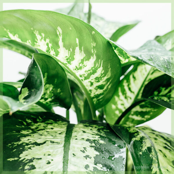 Acquista e prenditi cura di Dieffenbachia Tropic Snow