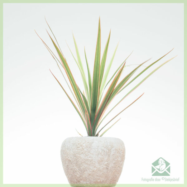 Buy Dracaena Marginata Bicolor