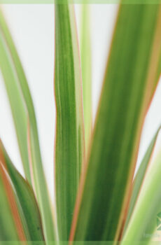 Keapje Dracaena Marginata Bicolor