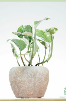 epipremnum white panther kopen