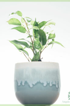 購買 Ficus Benjamina Natasja