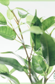 Ficus Benjamina Natasja මිලදී ගන්න