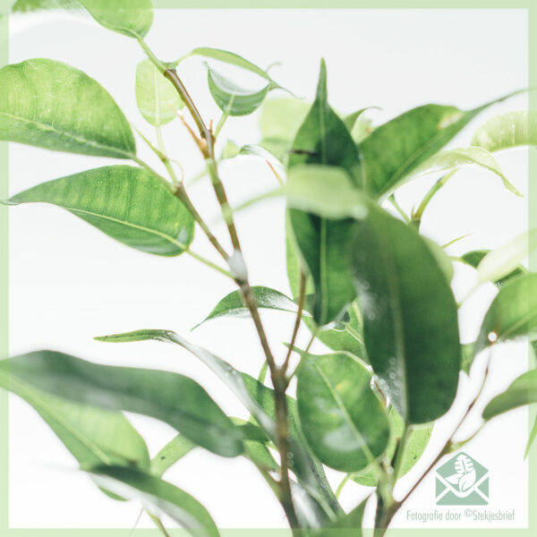 Ficus Benjamina Natasja kopen
