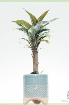 Gelukkige plant - Koop en versorg Cordyline fruticosa