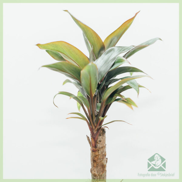 Gelukkige plant - Koop en versorg Cordyline fruticosa