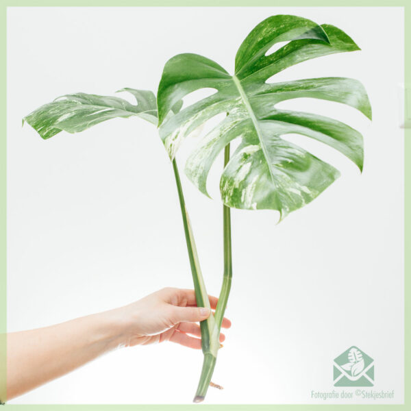 Купіць Monstera variegata неукаранёныя качанныя тронкі