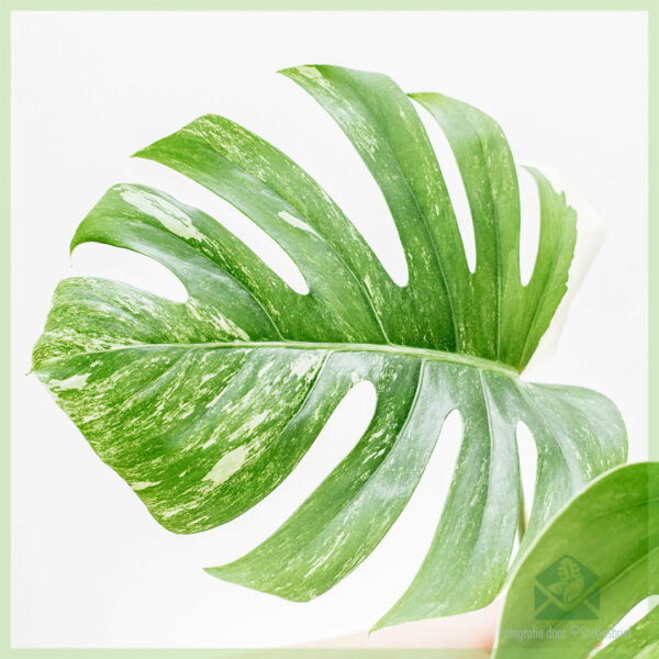 Monstera variegata ongeworteld kopstek kopen