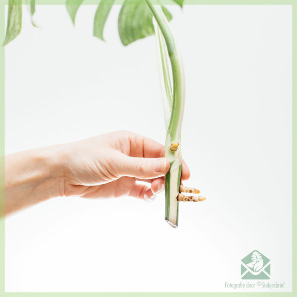 Monstera variegata ongeworteld kopstek kopen