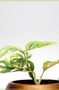 Buy Monstera obliqua adansonii variegata - pot 15 cm
