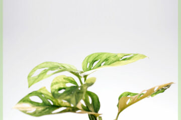 Kaaft Monstera obliqua adansonii variegata - Pot 15 cm