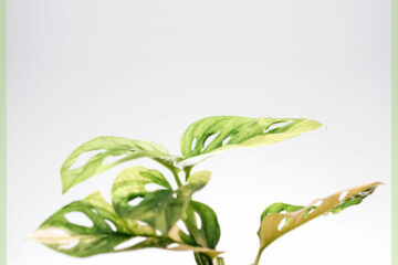 Monstera obliqua adansonii variegata खरेदी - भांडे 15 सें.मी