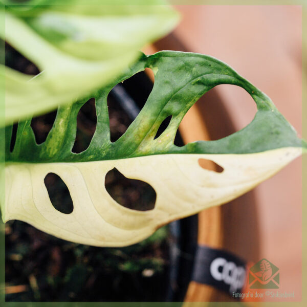 Cumpara Monstera obliqua adansonii variegata - ghiveci 15 cm