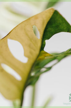 Monstera obliqua adansonii variegata - pot 15 cm kopen