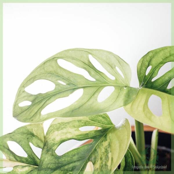 Predám Monstera obliqua adansonii variegata - črepník 15 cm