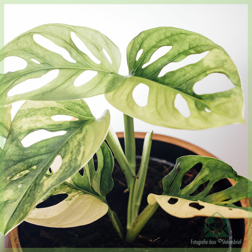 Monstera obliqua adansonii variegata வாங்க - பானை 15 செ.மீ