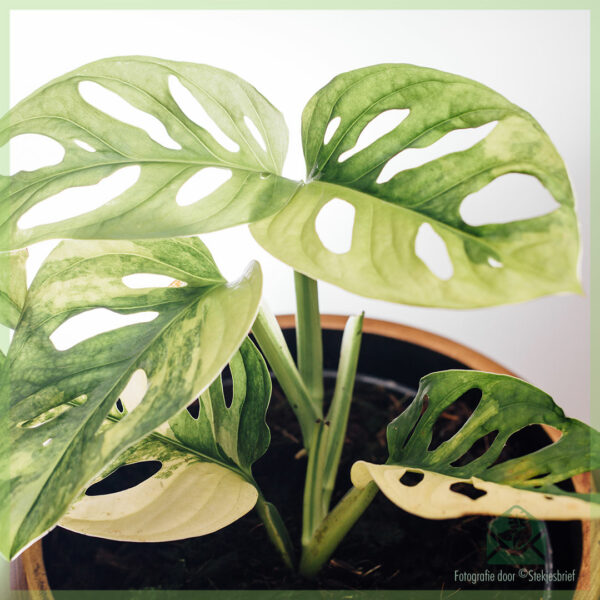 Monstera obliqua adansonii variegata - pot 15 cm kopen