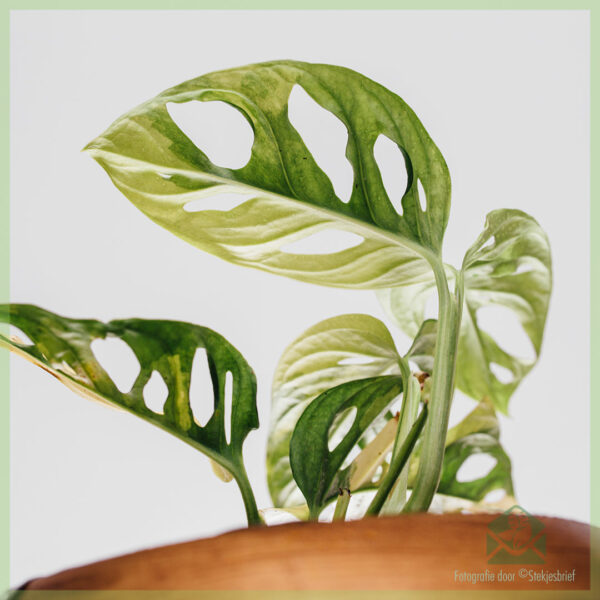 Monstera obliqua adansonii variegata खरेदी - भांडे 15 सें.मी